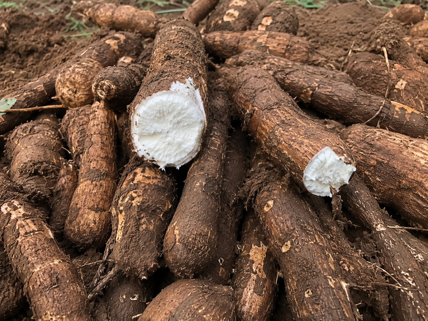 What Is Cassava Cat Litter? Grown, Not Mined