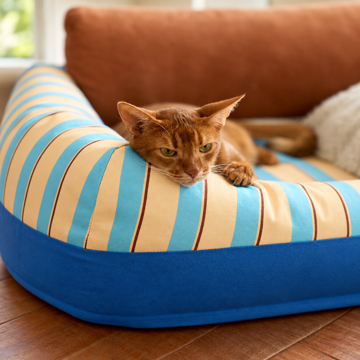 zeze Sandwich pet sofa bed, cat close-up