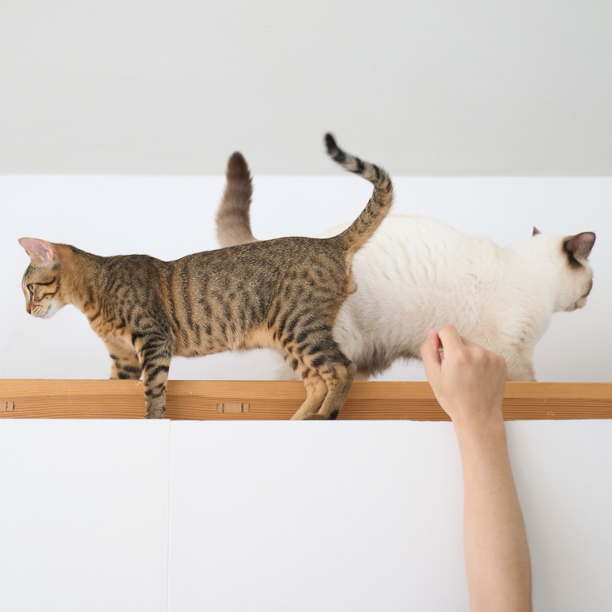 Natural wood wall-mounted cat shelf/walkway. Cococat Gift Voucher VIP offer details.