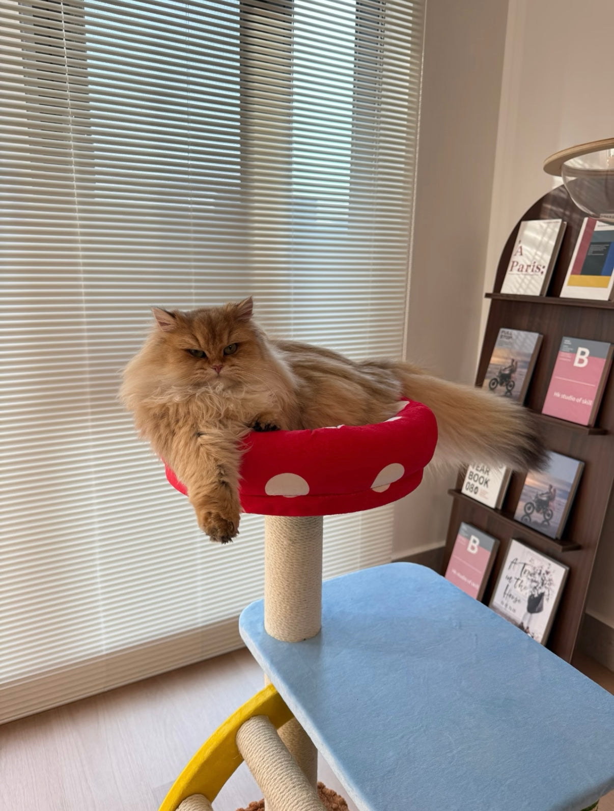Mushroom Cat Tree: Multi-level sisal scratcher, red/blue perch, cozy hideaway. Fun cat furniture.