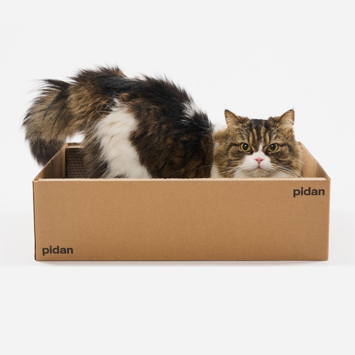 Two cats sitting in the pidan Box Cat Scratcher
