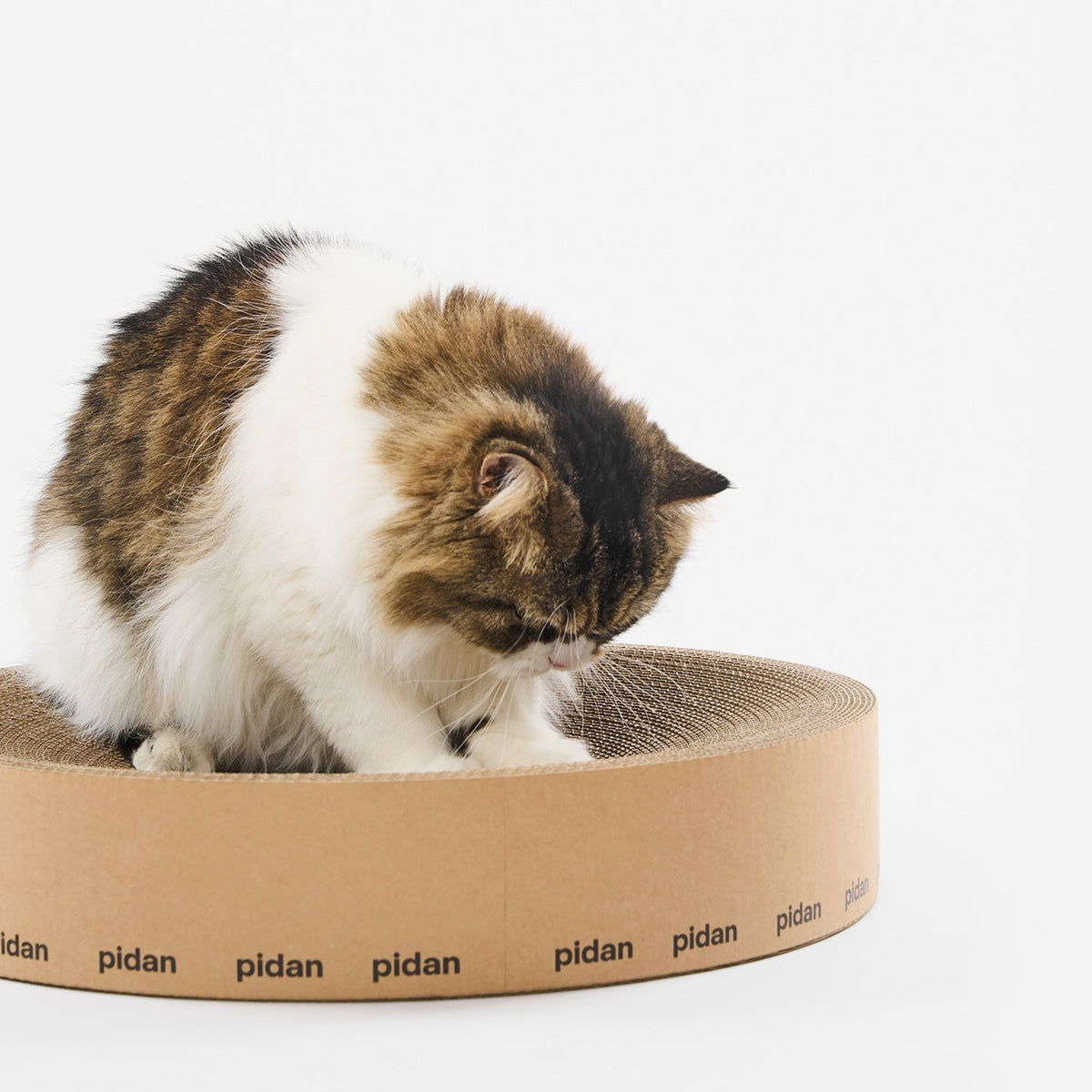 Cat scratching inside the pidan round cardboard scratcher bowl