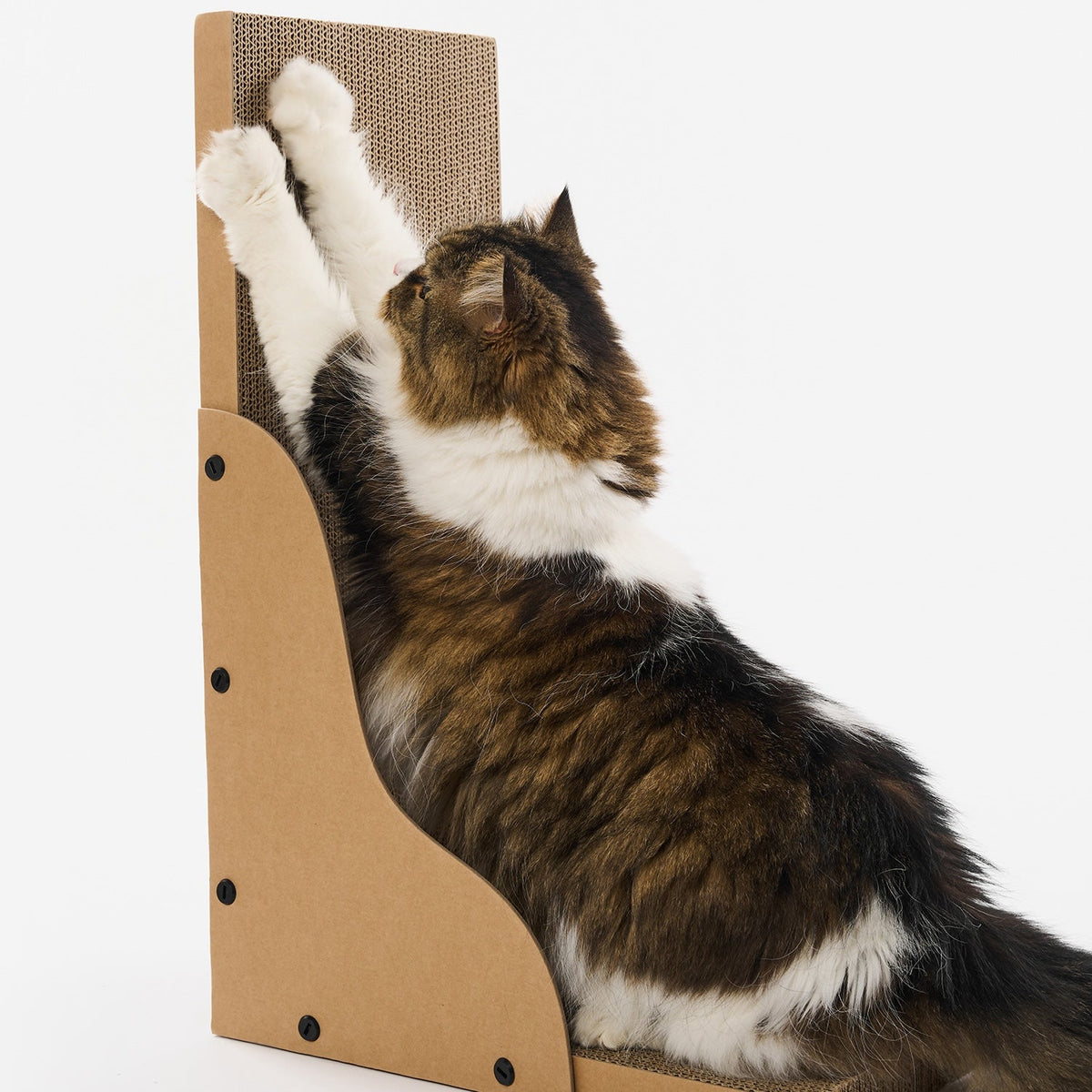 Cat stretching up the vertical board of the pidan L-Shape Cat Scratcher