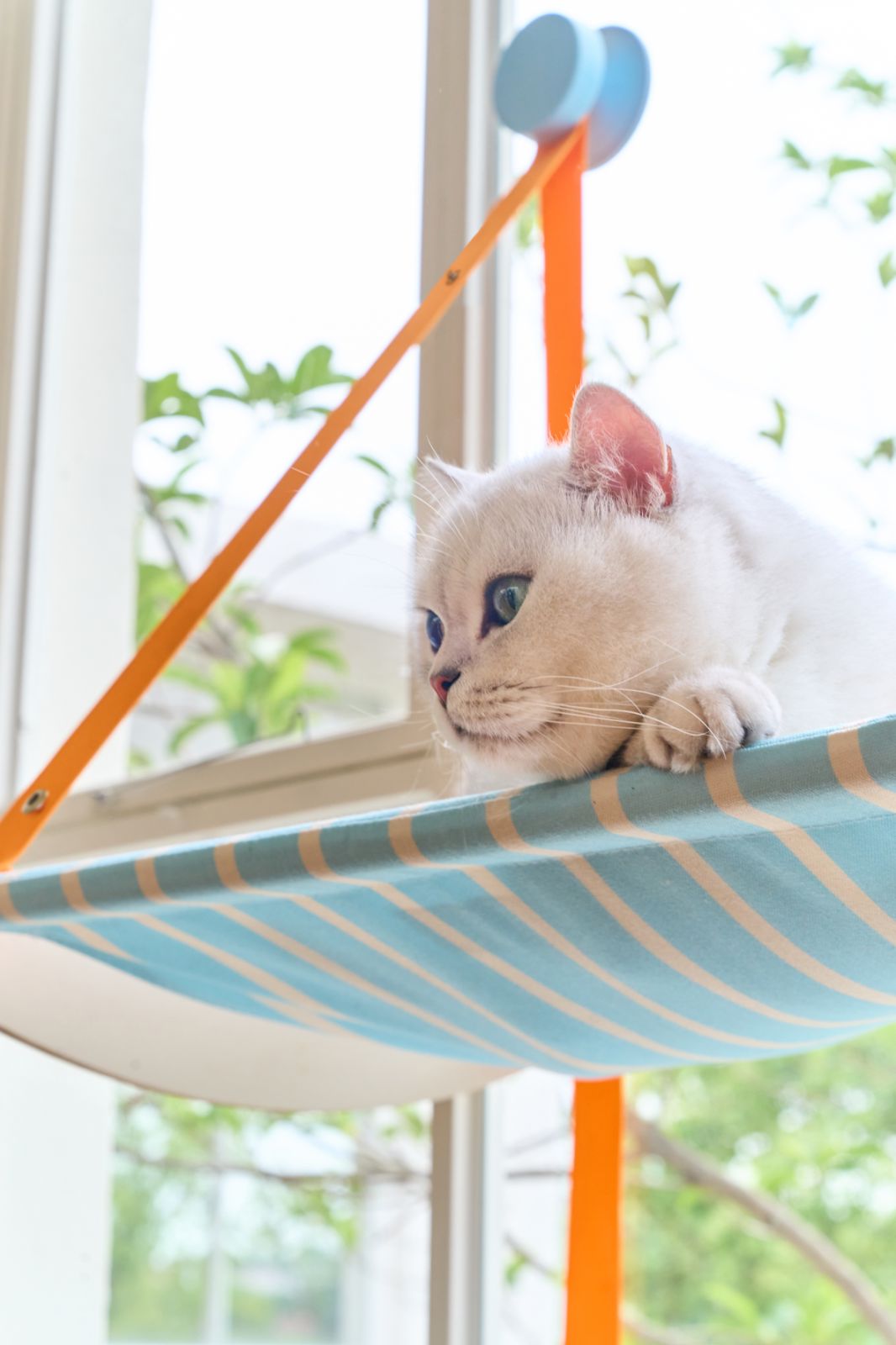zeze Striped Hanging Cat Hammock, cat on the hammock at a window
