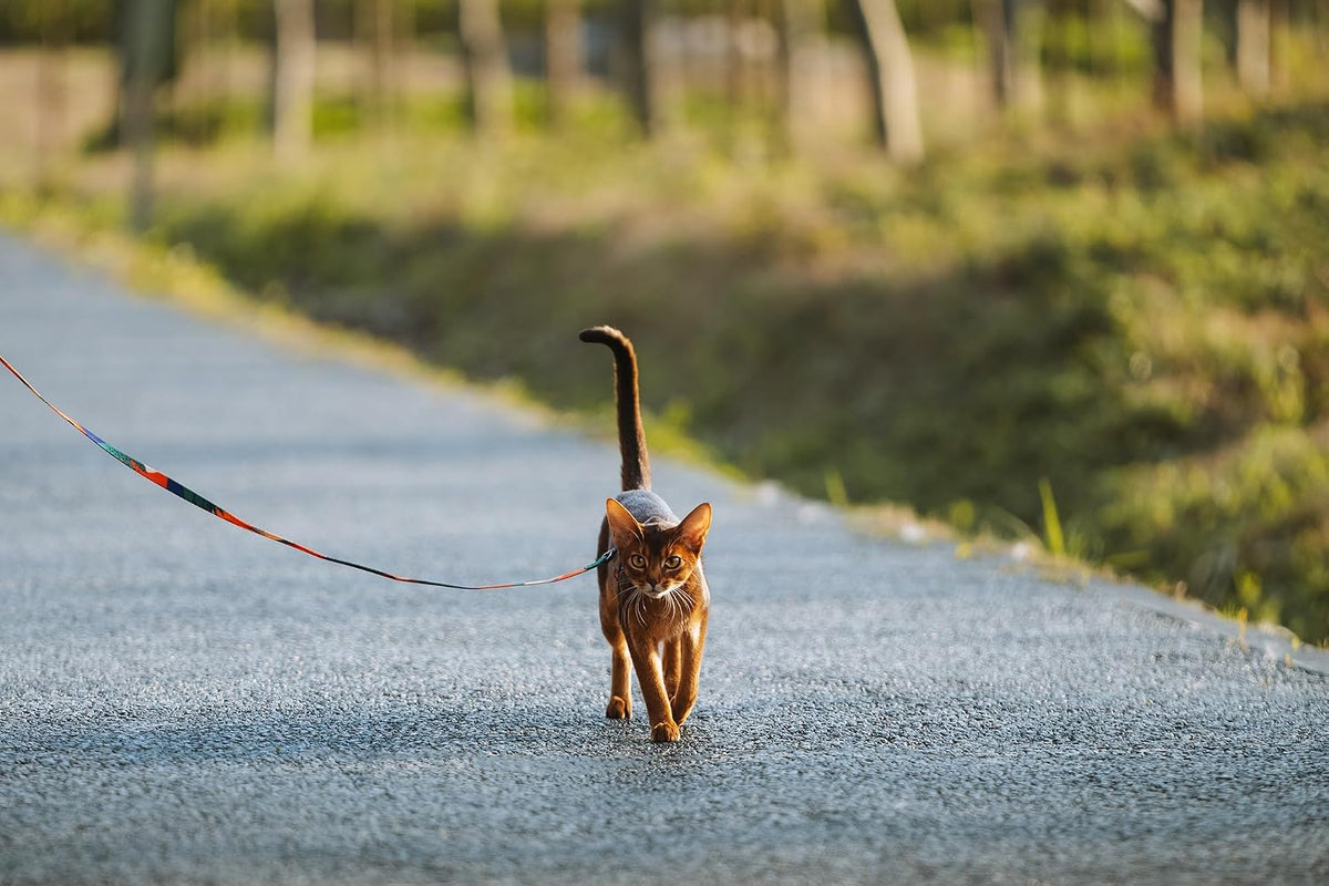 Cat walking on a path on a pidan multicolour lead
