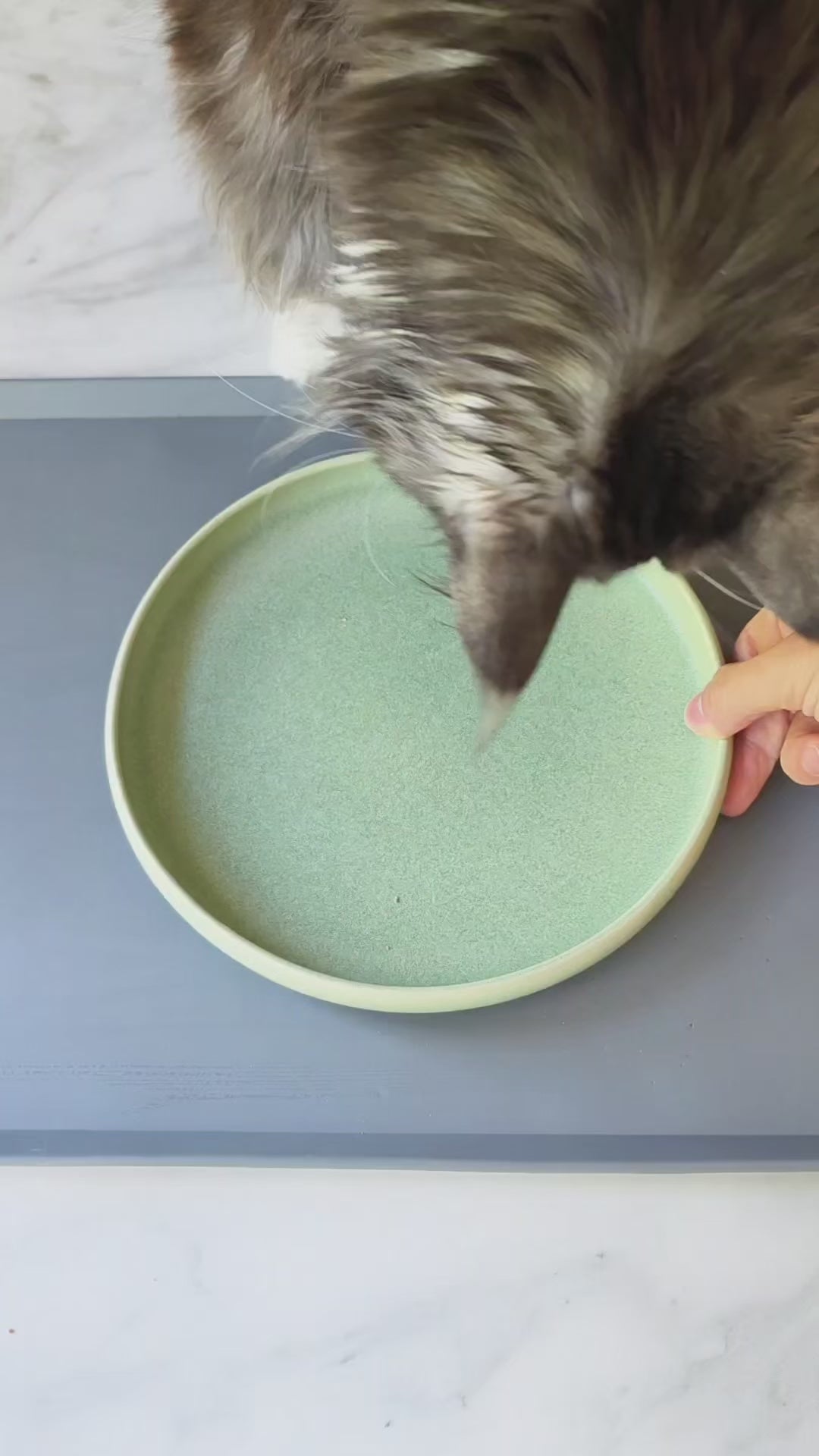 zeze Popart Ceramic Pet Bowl video