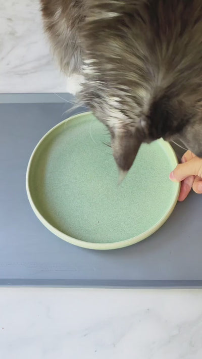 zeze Popart Ceramic Pet Bowl video