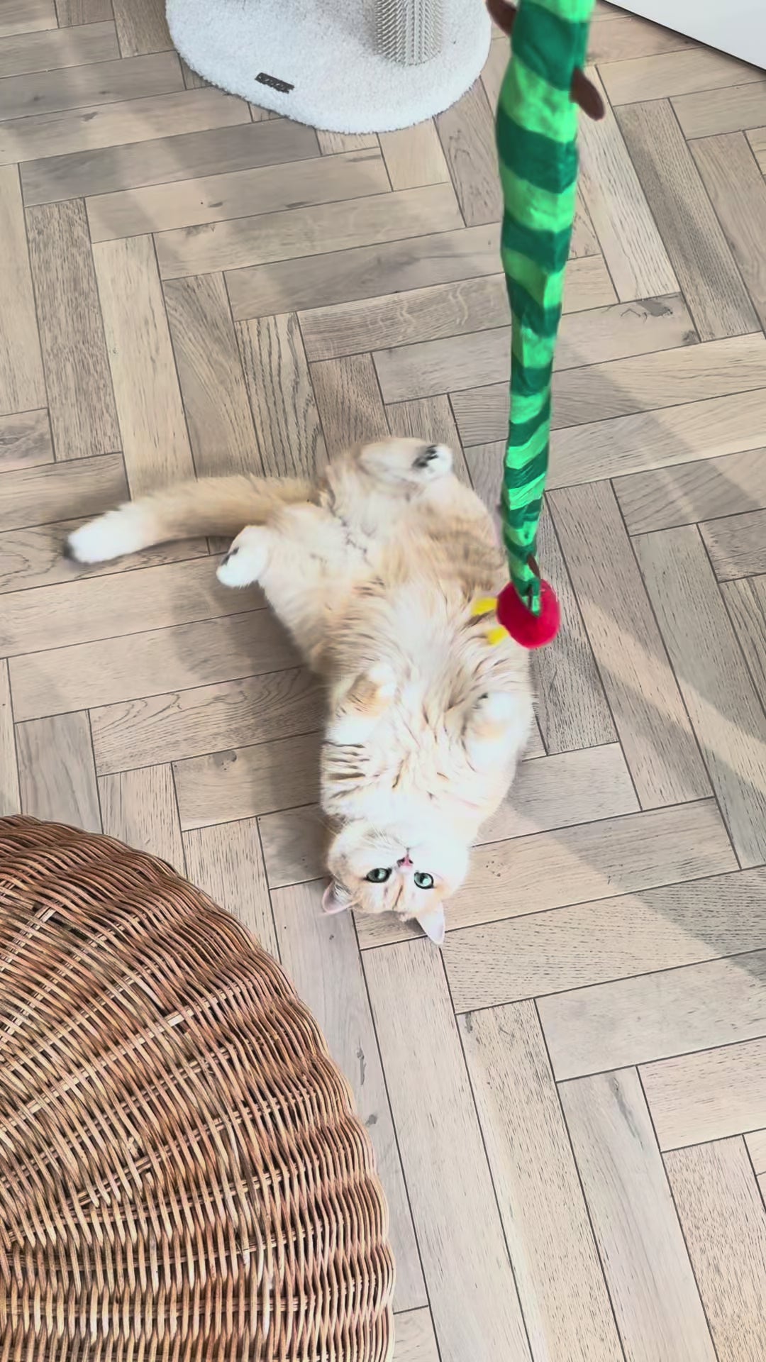 Customer video: cat playing with zeze caterpillar teaser wand