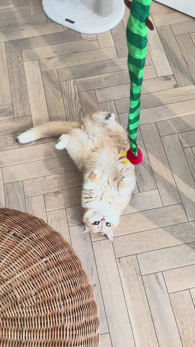 Customer video: cat playing with zeze caterpillar teaser wand