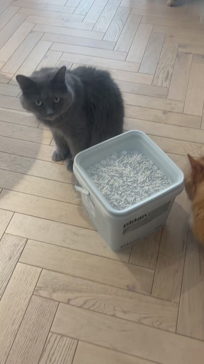 Customer video: cats using pidan 3-in-1 blend litter
