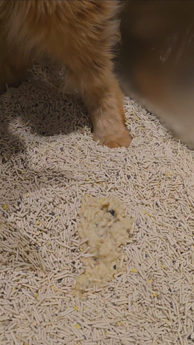 Customer video: pidan fragrance-free pet wipes after the litter tray