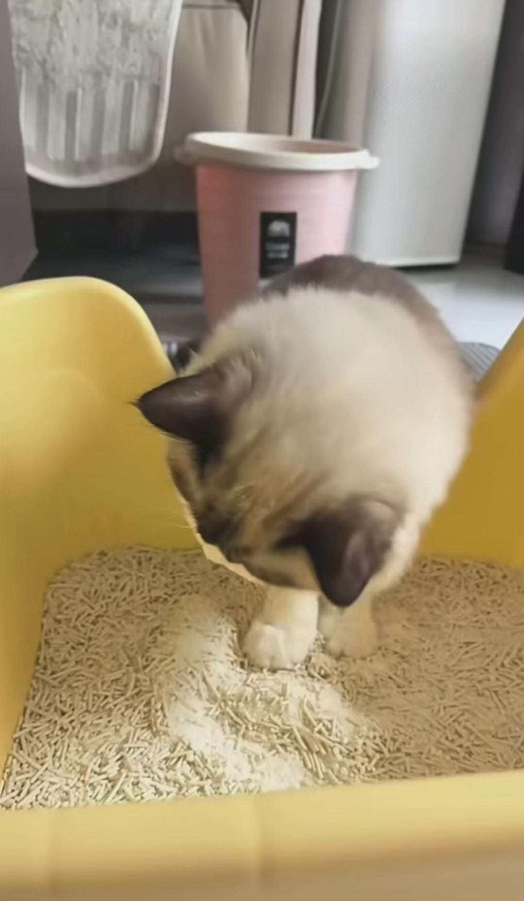 Customer video: soft digging sounds, pidan cassava & tofu litter