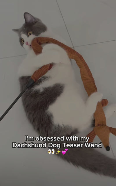 Customer video: zeze dachshund teaser wand — crinkles and wiggles