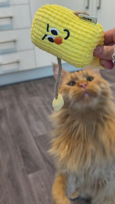 Customer video: cats playing with zeze silvervine corn toy