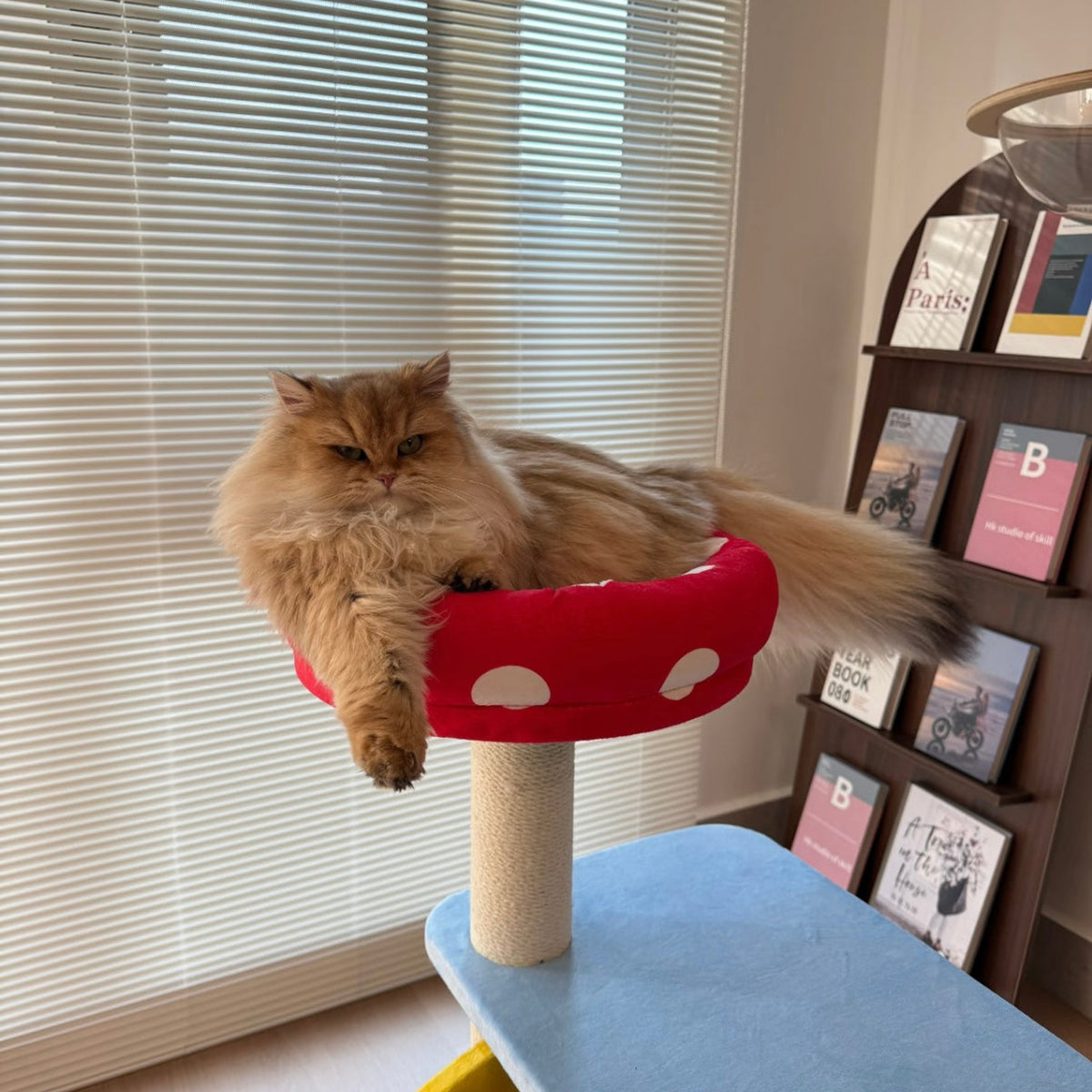 zeze 3-in-1 cat tree, customer photo of a long-haired cat in the mushroom bed